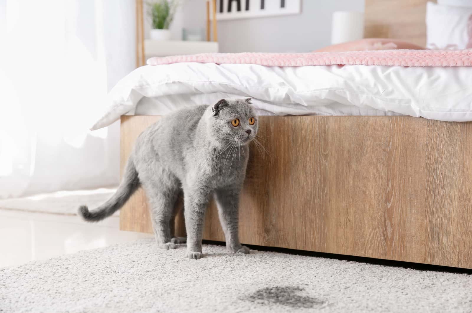 gray cat standing next to a wet spot on carpet