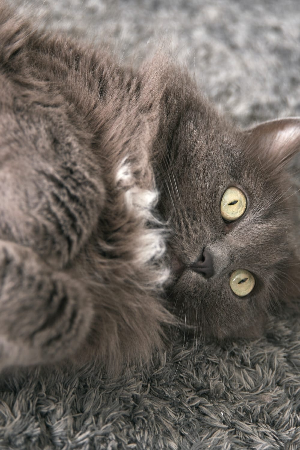 gray cat with crossed paws