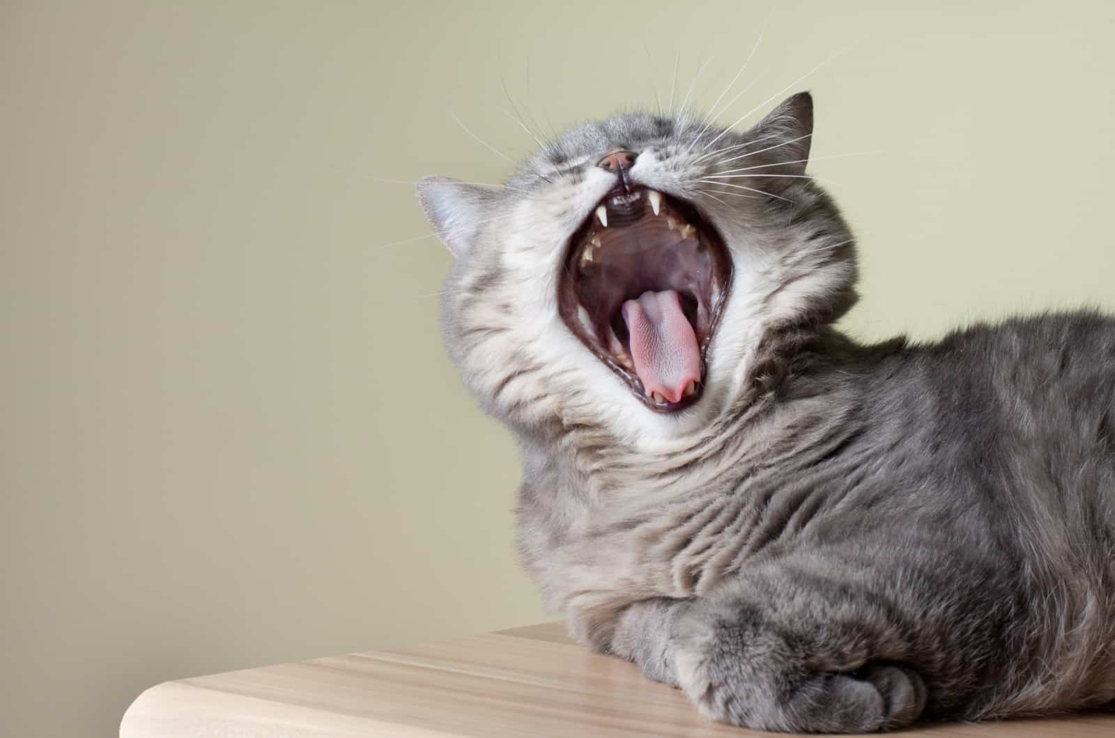 gray cat with open mouth