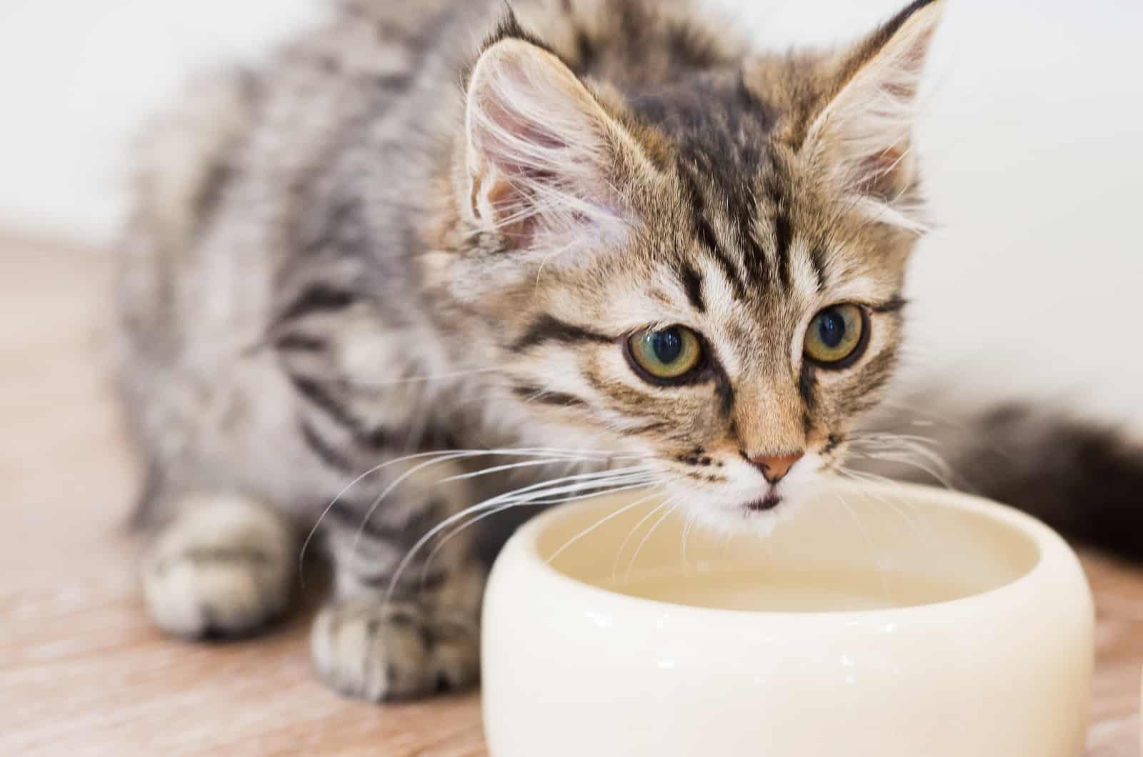 gray kitten drinking water in a white bowl