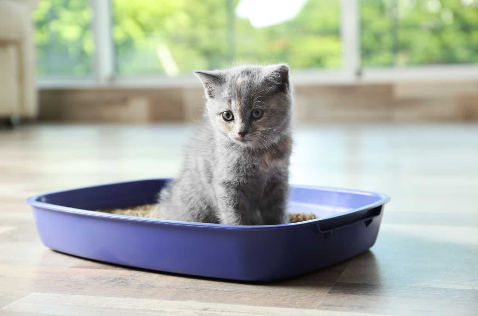 gray kitten in a blue litter box