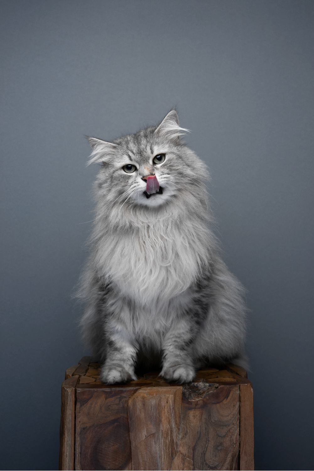 gray siberian cat sitting on a wooden block