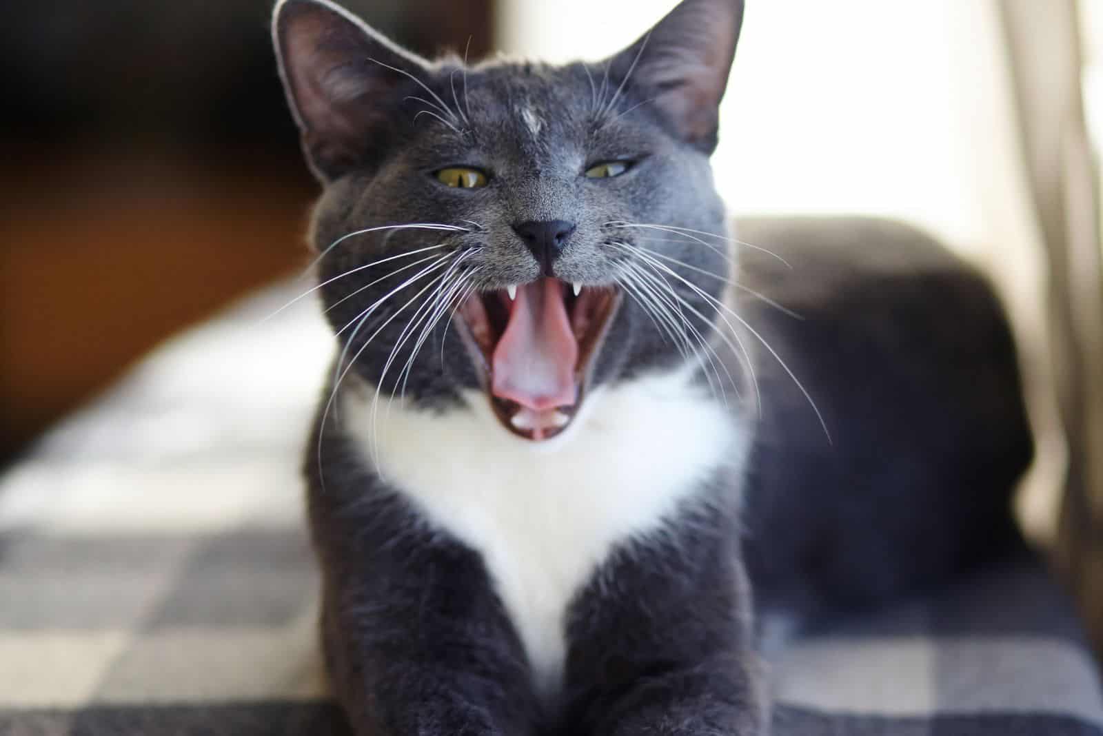 gray white cat with tongue out