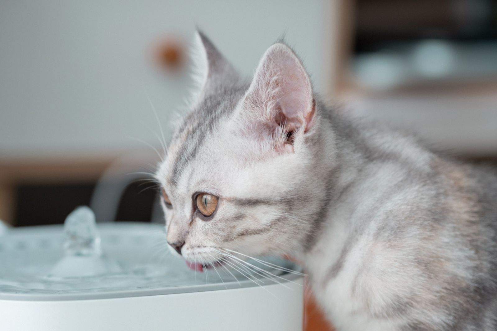 gray white kitten drinks water