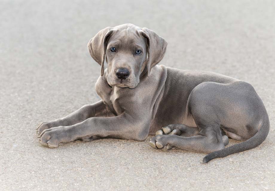 great-dane-puppies_1