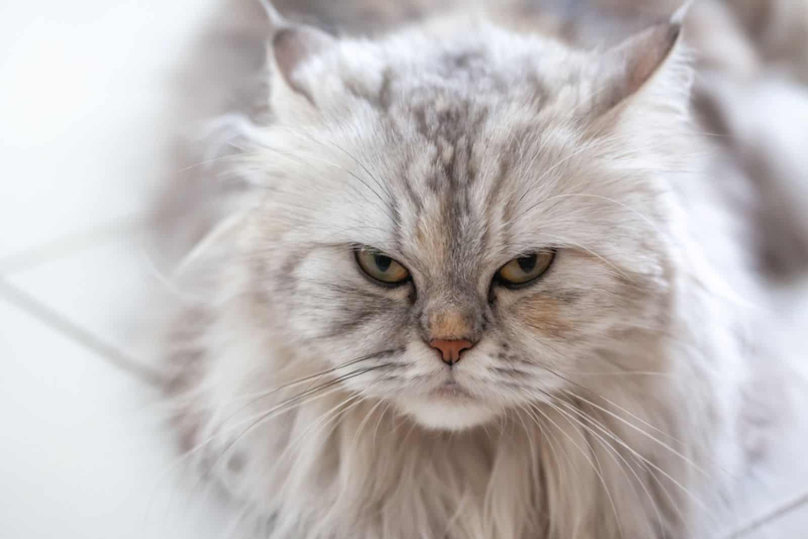 grey Himalayan cat face