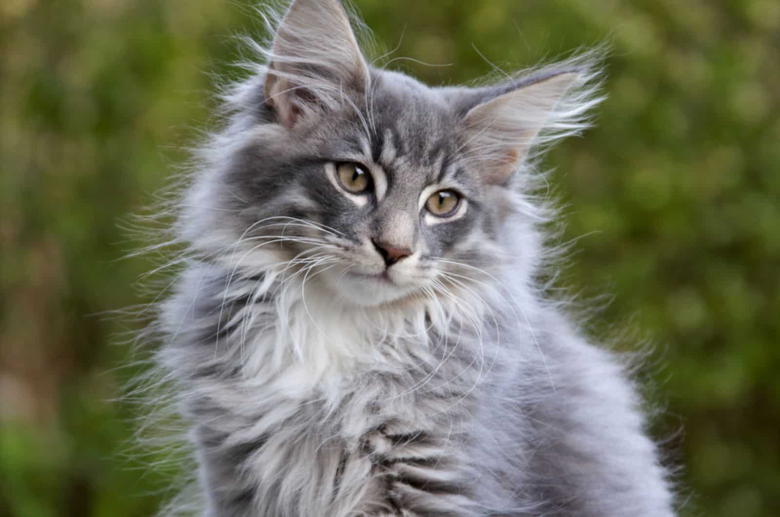 grey and white Norwegian Forest Cat