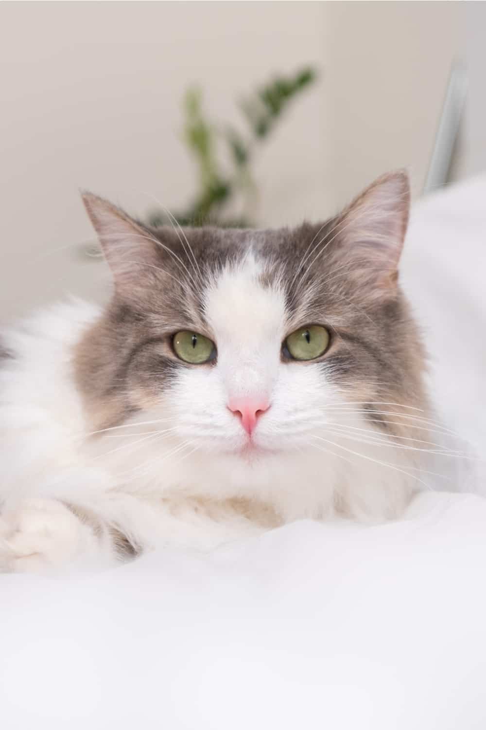 grey and white cat lying