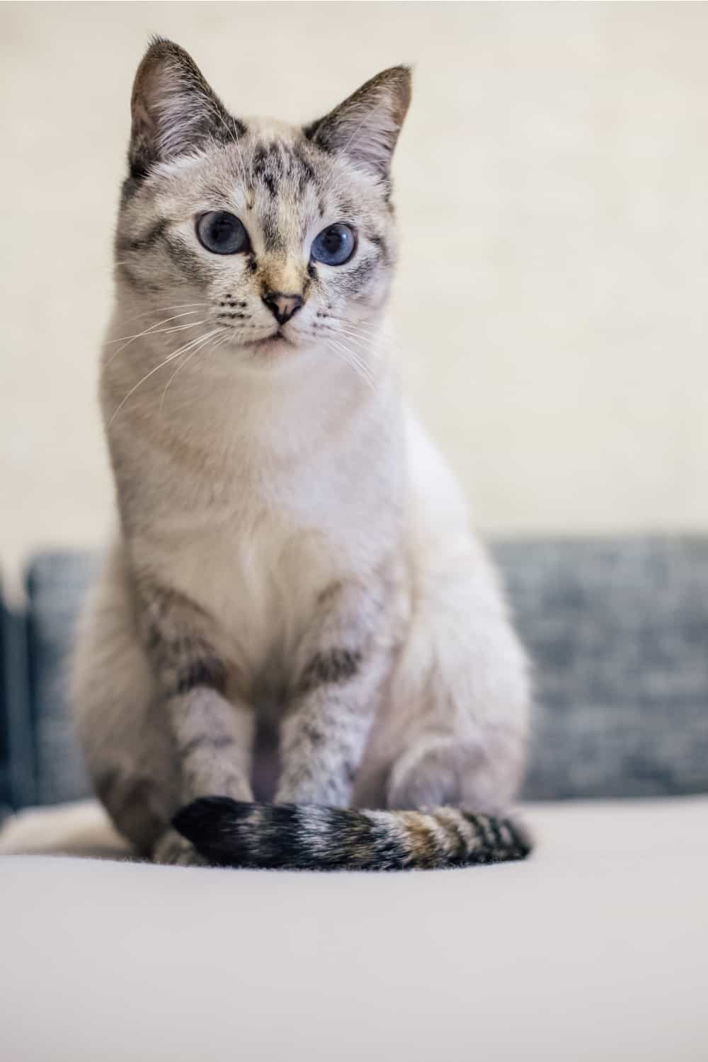 grey and white cat sitting