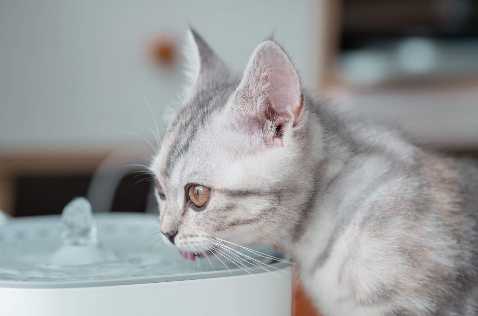 grey and white kitten drinking water