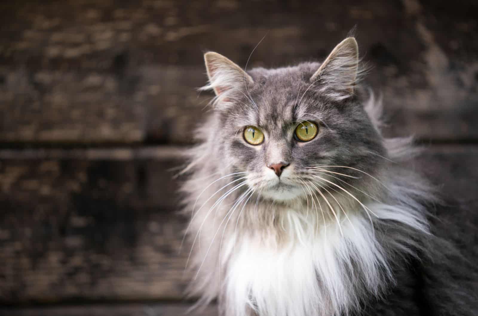 grey and white maine coon cat