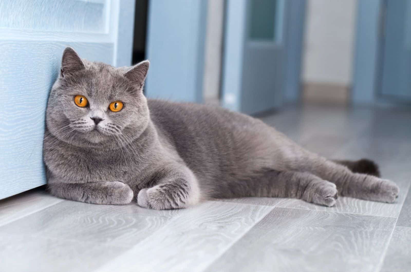 grey british shorthair cat (1)