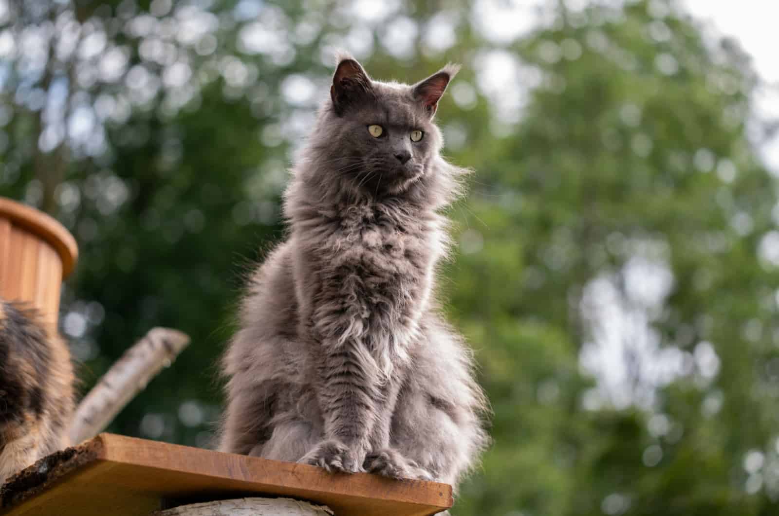 grey maine coon