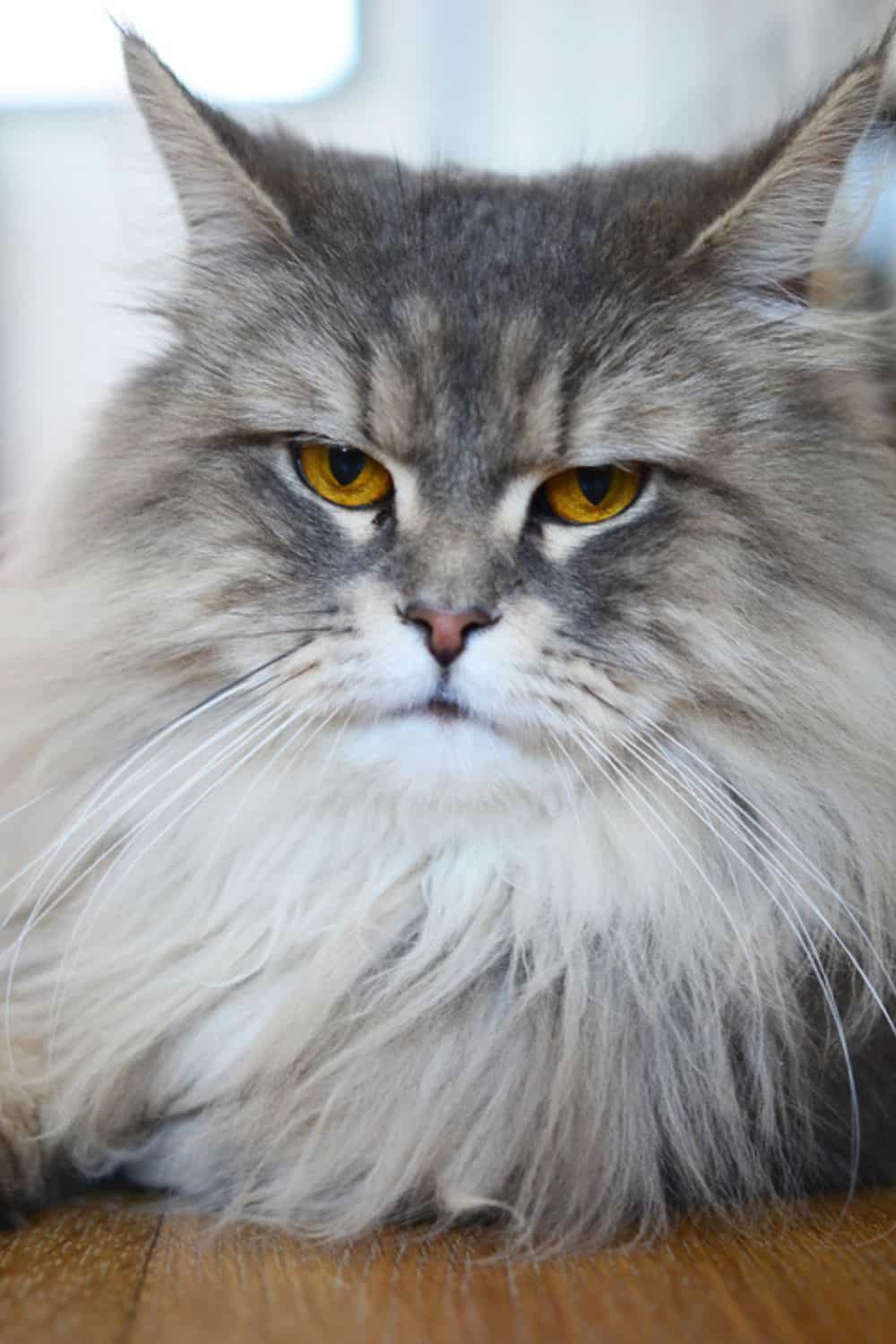 grey persian cat