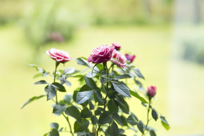 growing miniature roses indoors flowers