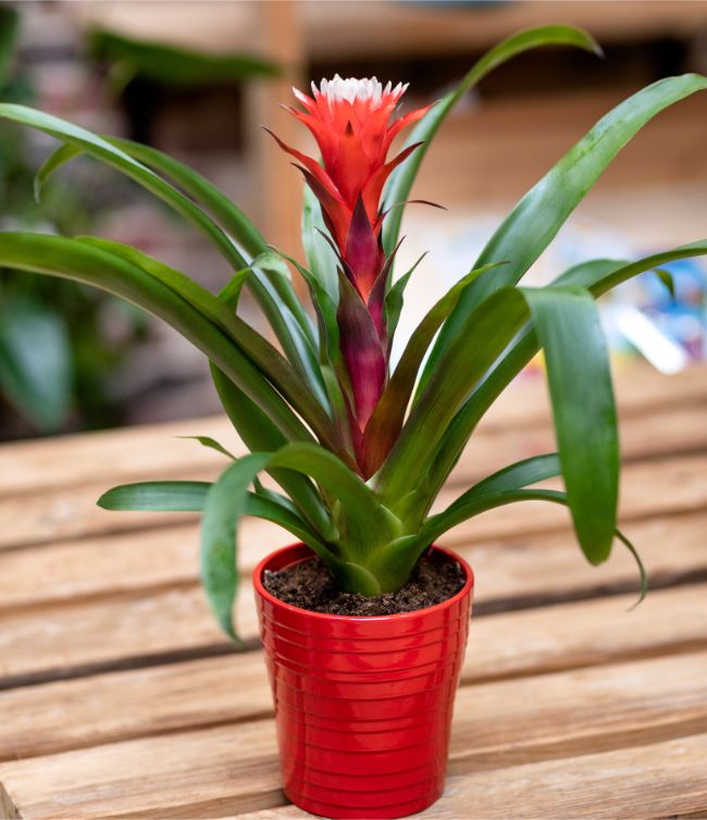 guzmania flowering houseplants