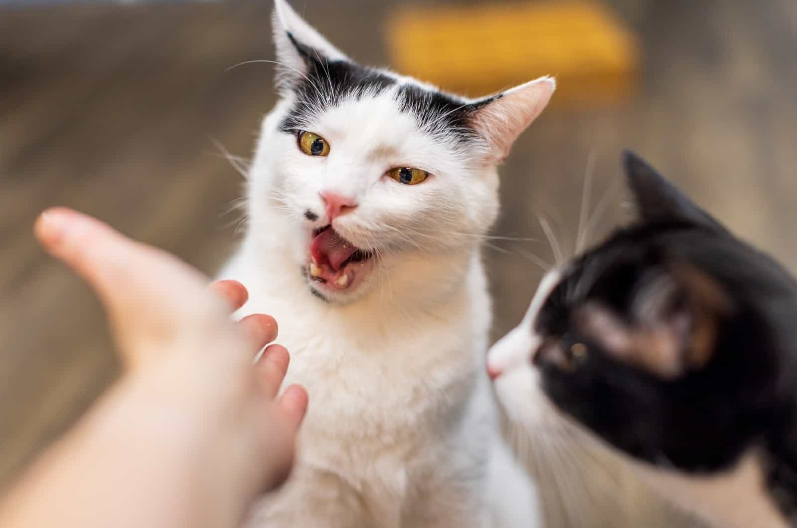 hand and two cats