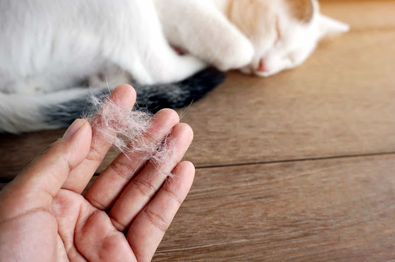 hand holding cat hair and cat sleeping in the background