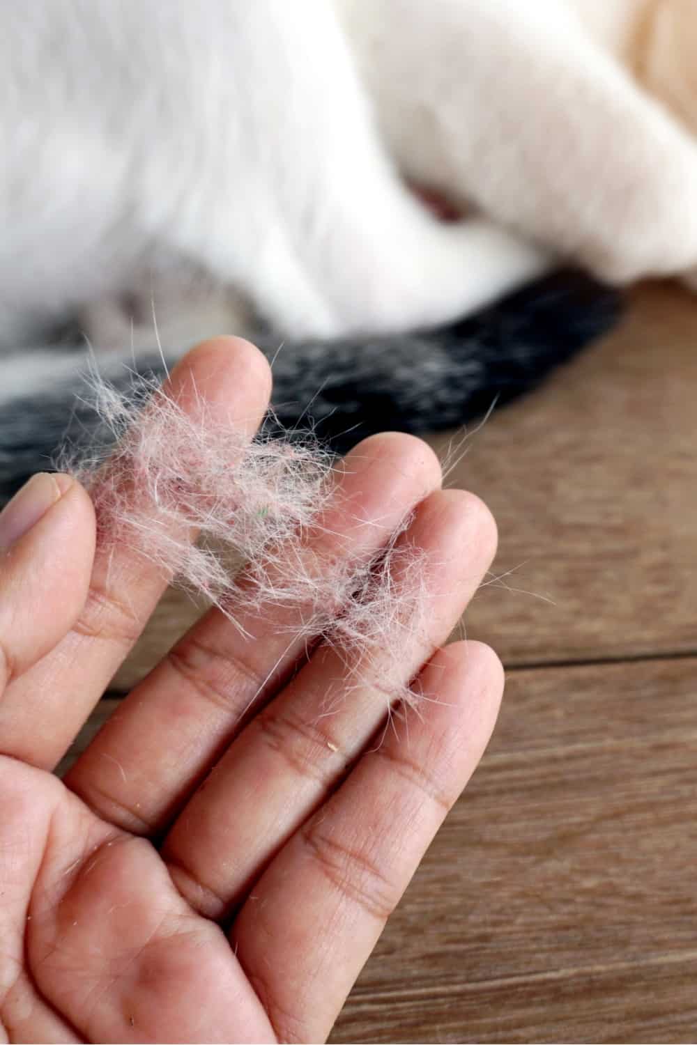 hand holding cat hair