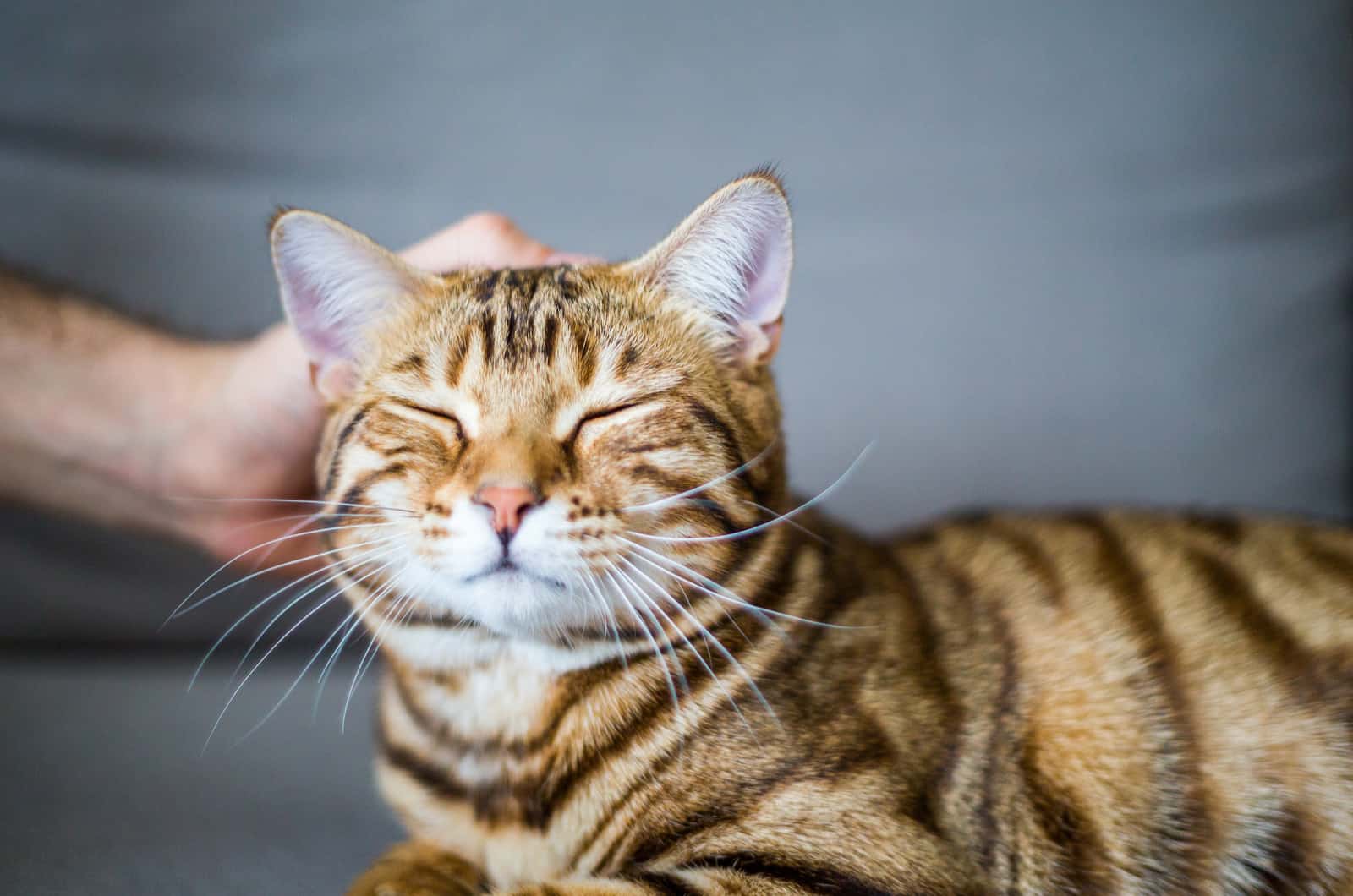 hand petting a cute cat