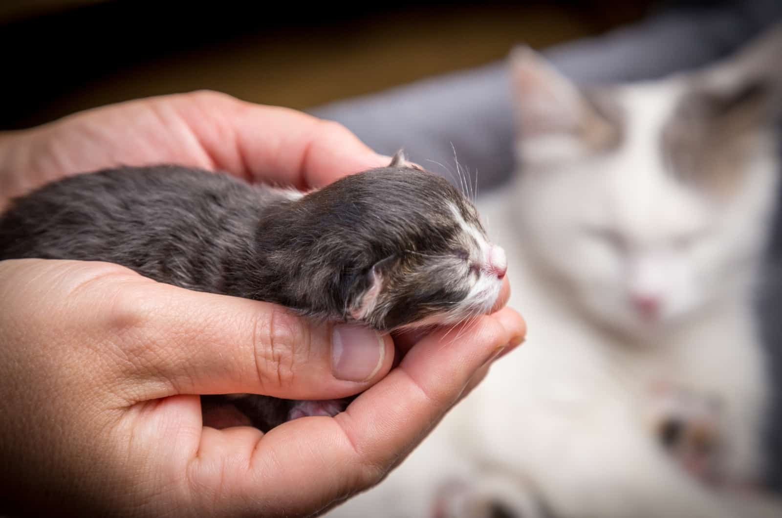 hands holding newborn kitten