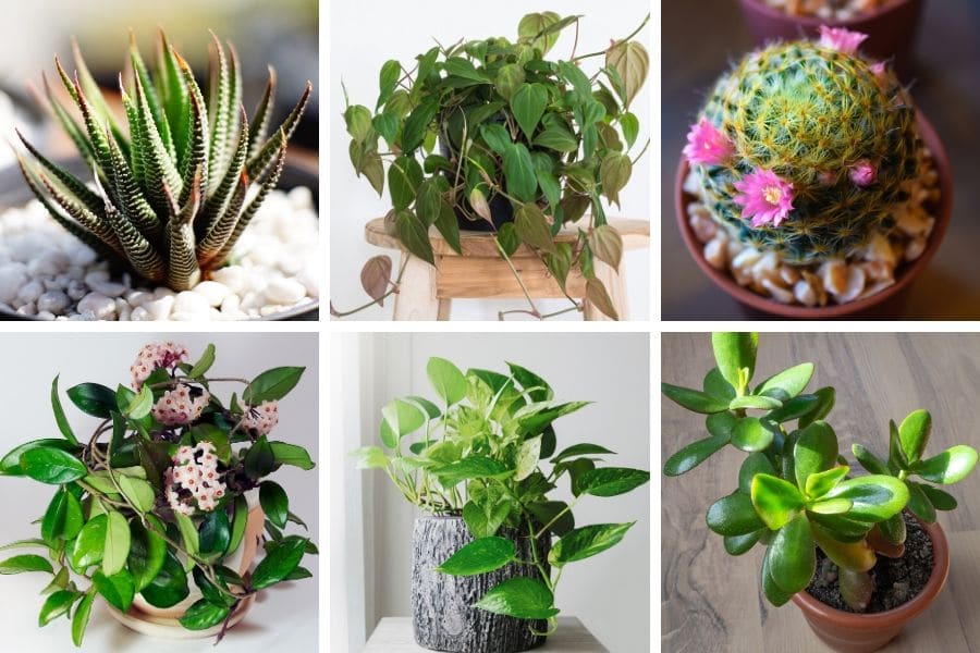 hard to kill houseplants