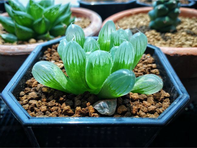 Cooper’s Haworthia Haworthia cooperi unusual houseplants