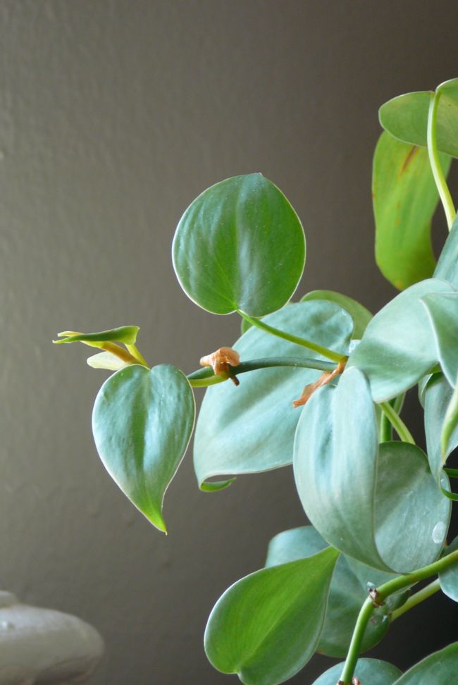 heartleaf philodendron care philodendron scandens