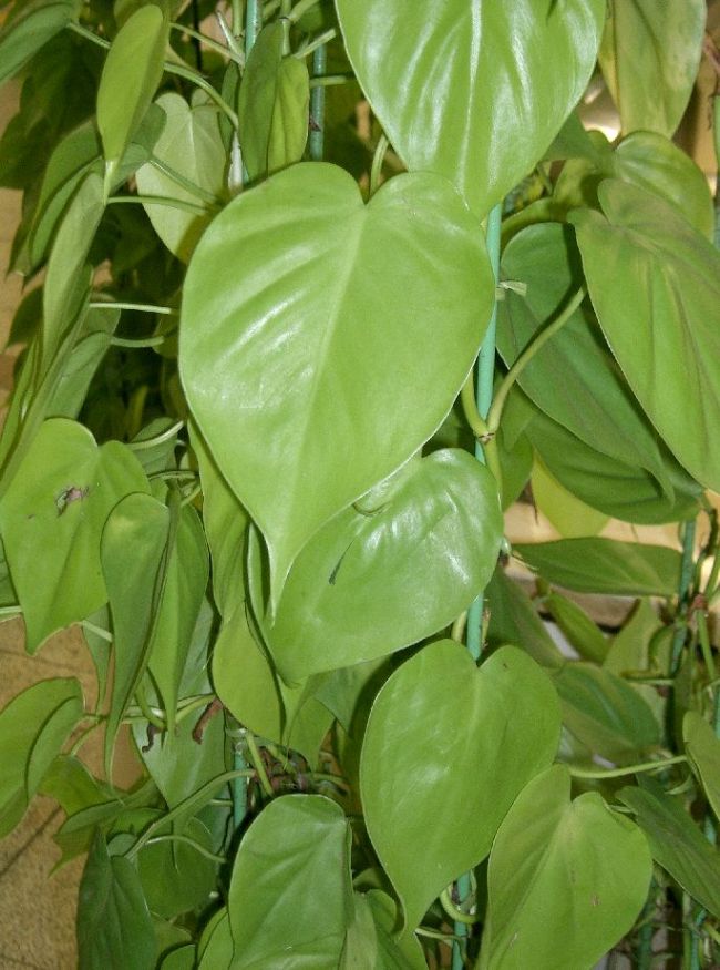 heartleaf philodendron care philodendron scandens