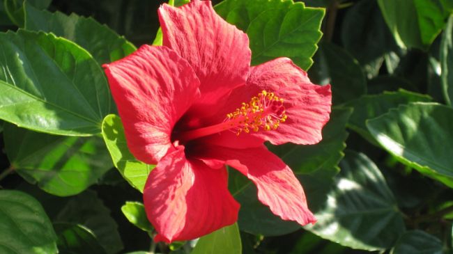 hibiscus houseplant with red flowers