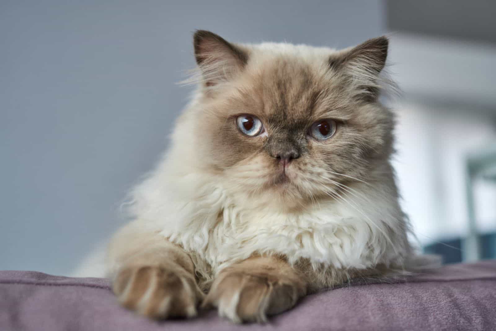 himalayan cat on the couch