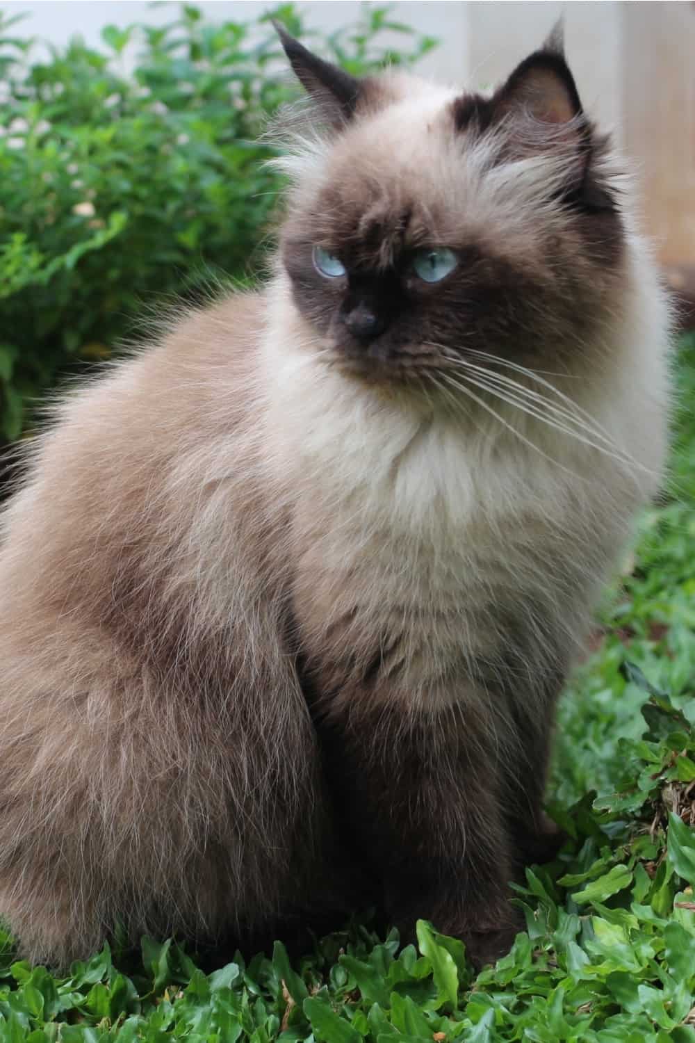 himalayan cat sitting in grass