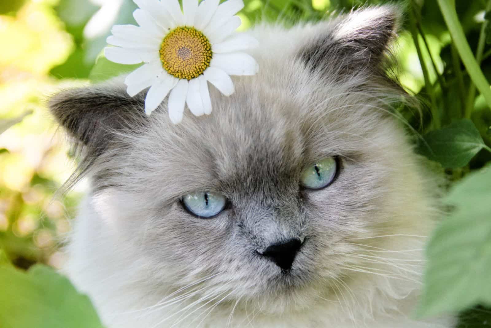 himalayan cat with flower