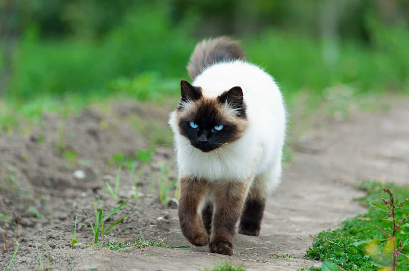 himalayan siamese cat walking in the nature