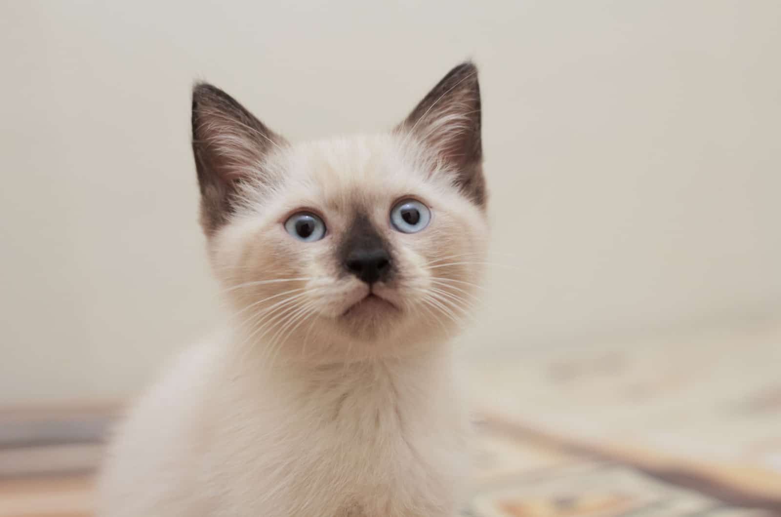 himalayan siamese kitten