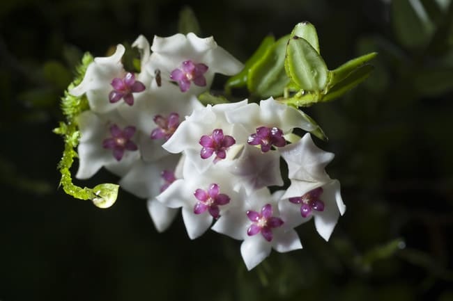 hindu rope plant flowers