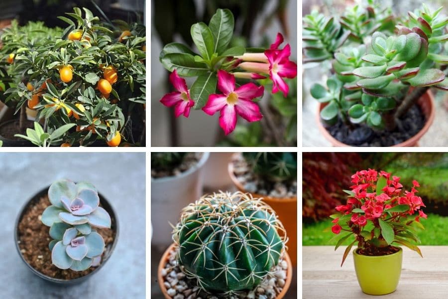 houseplants for direct sunlight