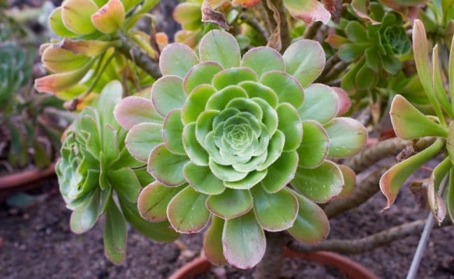 houseplants for direct sunlight aeonium