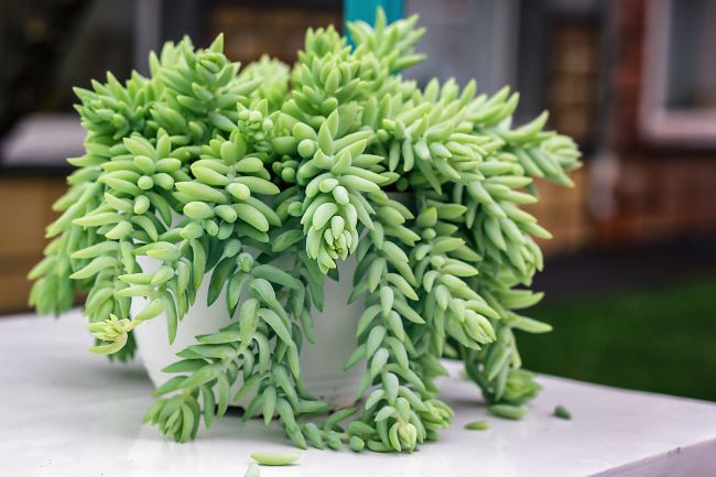 burro's tail plant