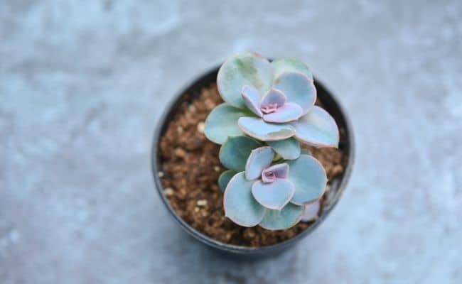 echeveria