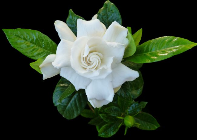 gardenia