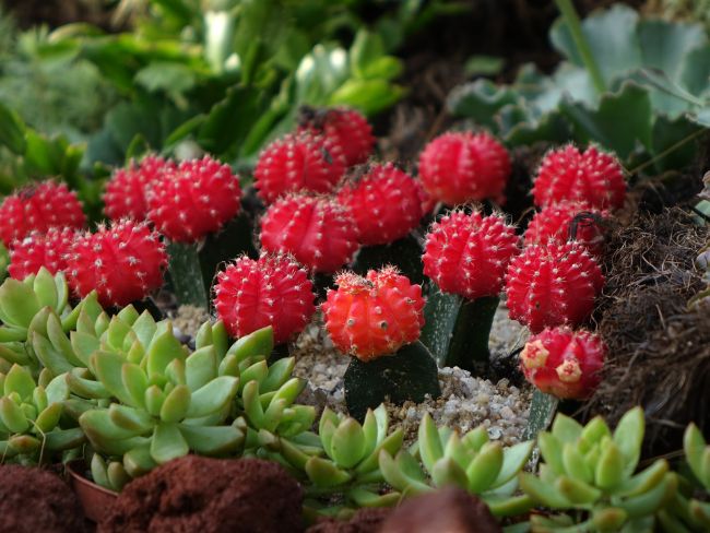 houseplants for direct sunlight moon cactus