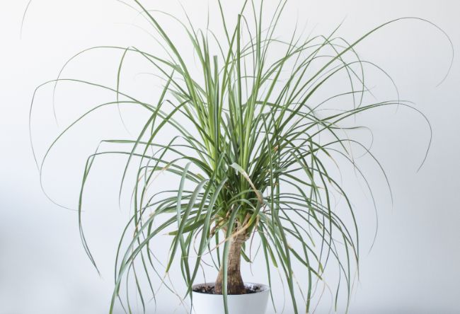 ponytail palm