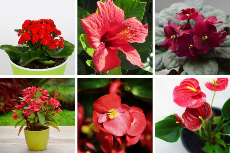 houseplants with red flowers