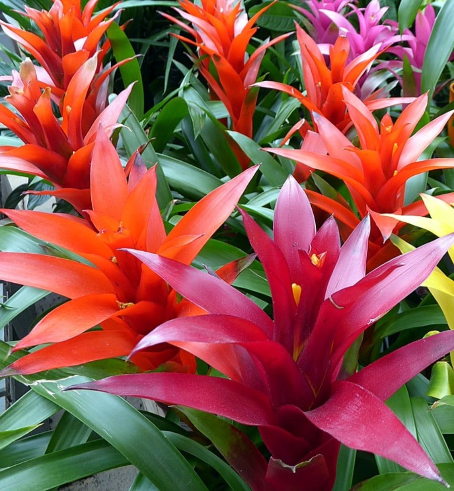 how do you care for a guzmania plant