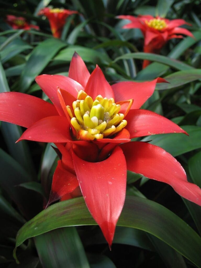 how do you care for a guzmania plant