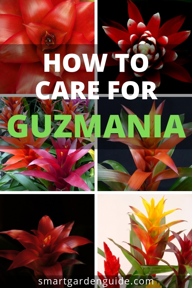 how do you care for a guzmania plant