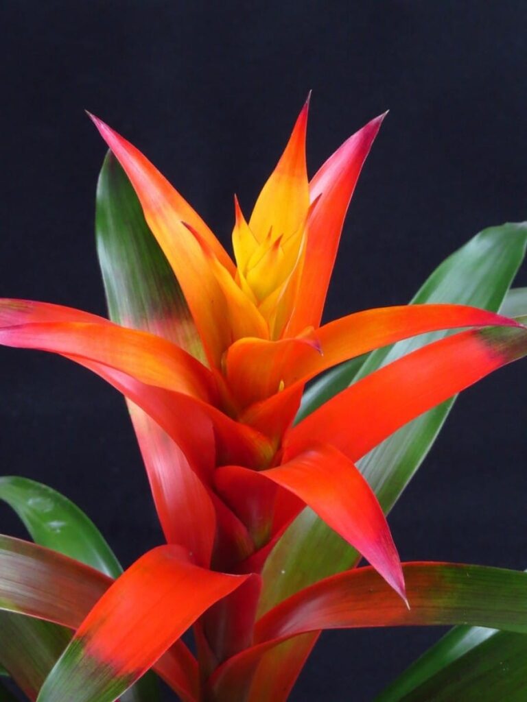 how do you care for a guzmania plant