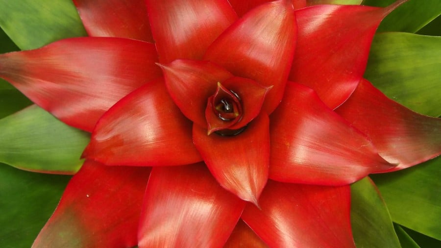 how do you care for a guzmania plant