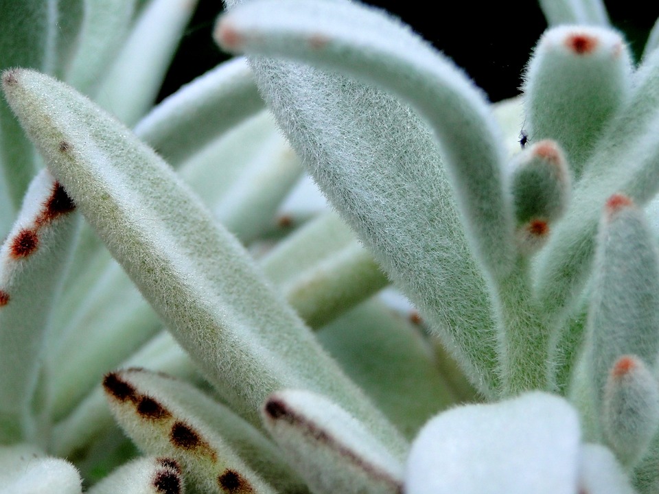 how do you clean indoor plant leaves